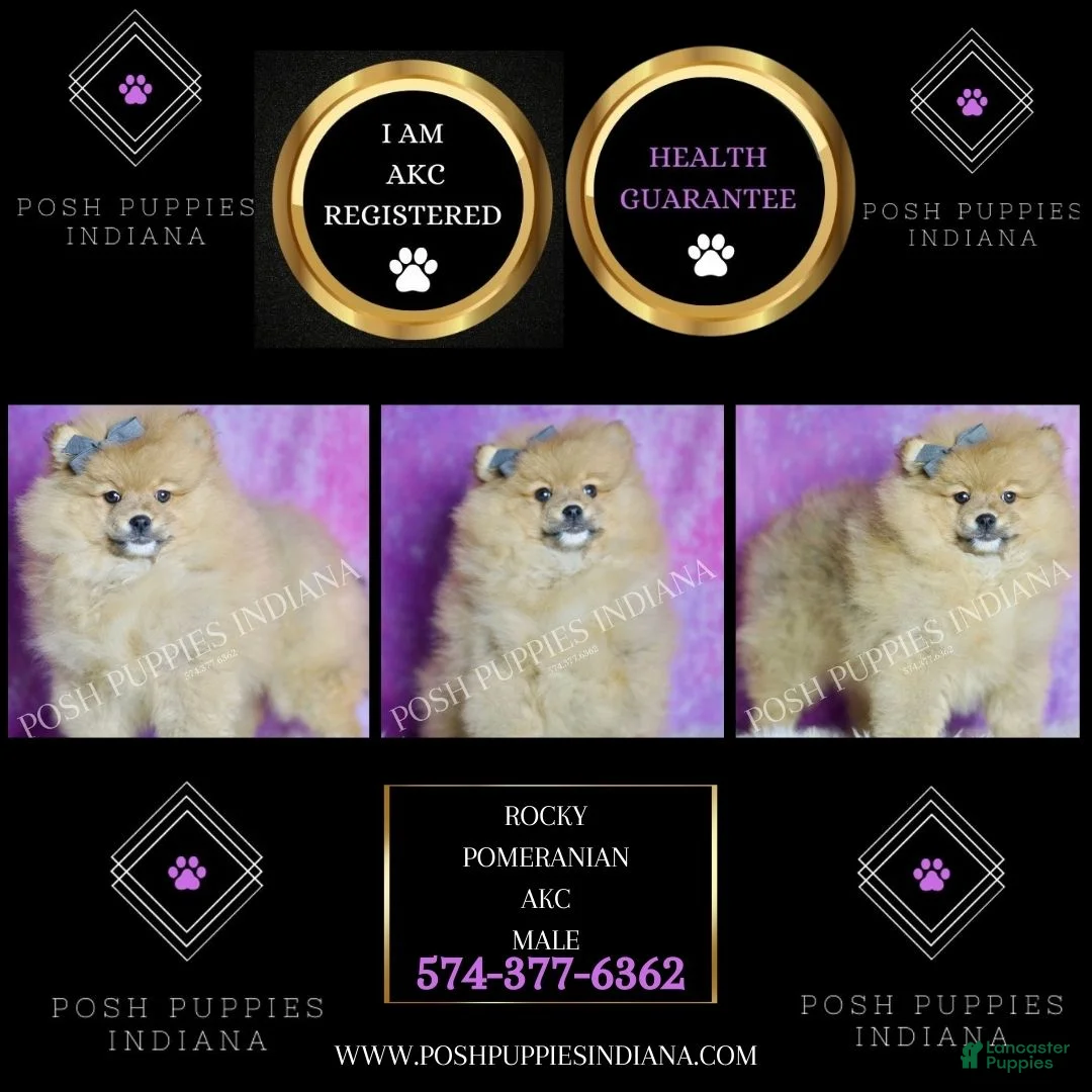 Pomeranian dogs for sale: Rocky - Ad 2
