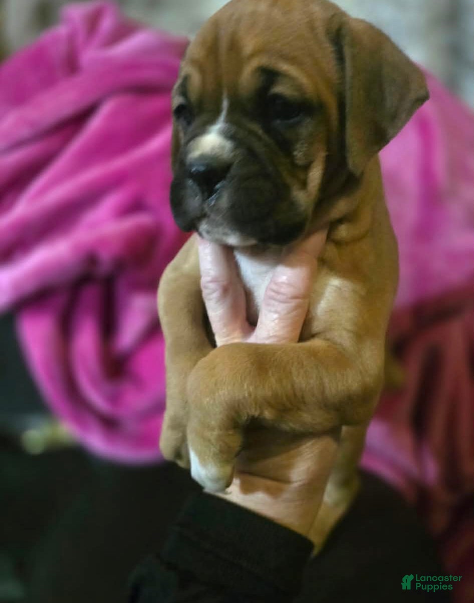 Boxer dogs Laney - Ad 1