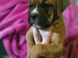 Boxer dogs Laney - Ad 1