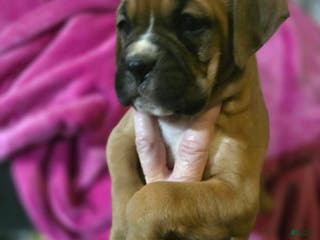 Boxer dogs Laney - Ad 6