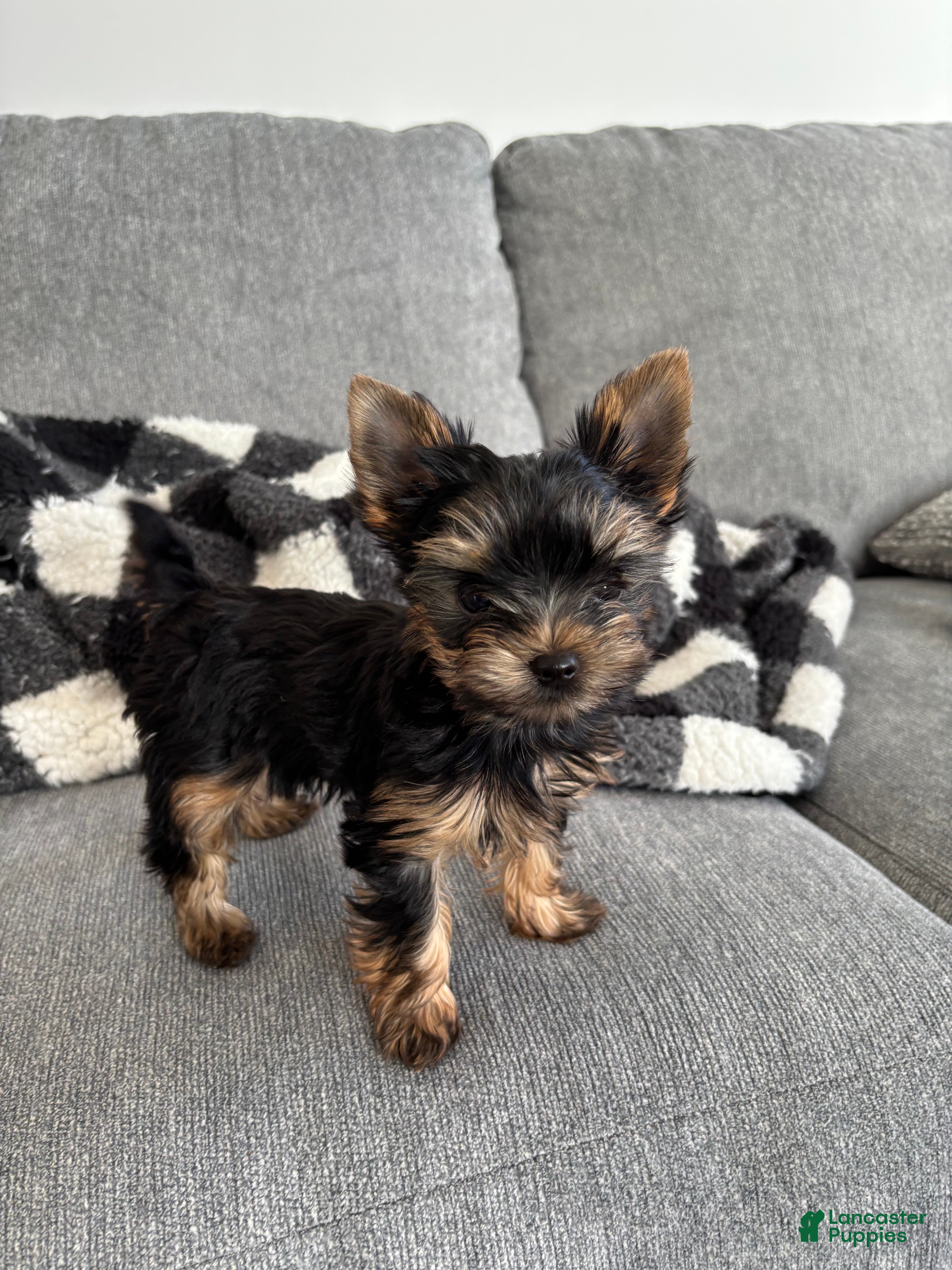 Yorkshire Terrier dogs Mojo - Ad 7