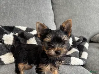 Yorkshire Terrier dogs Mojo - Ad 7