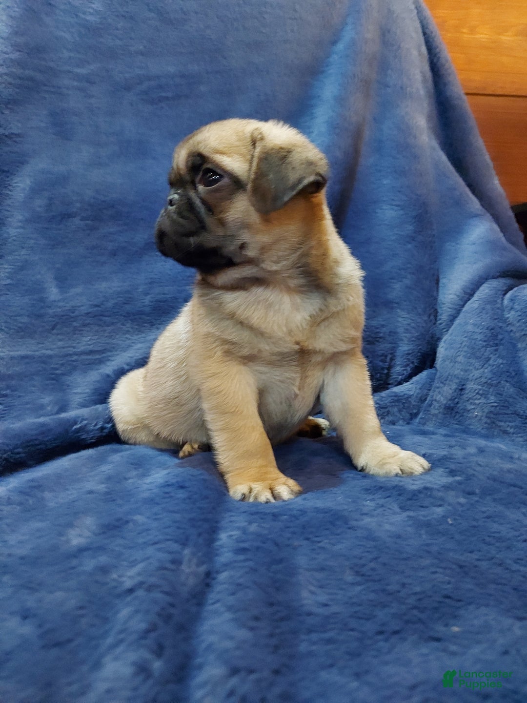 Pug dogs for sale: BUD - Ad 9