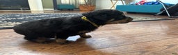 Rottweiler dogs for sale: Gloria - Ad 1