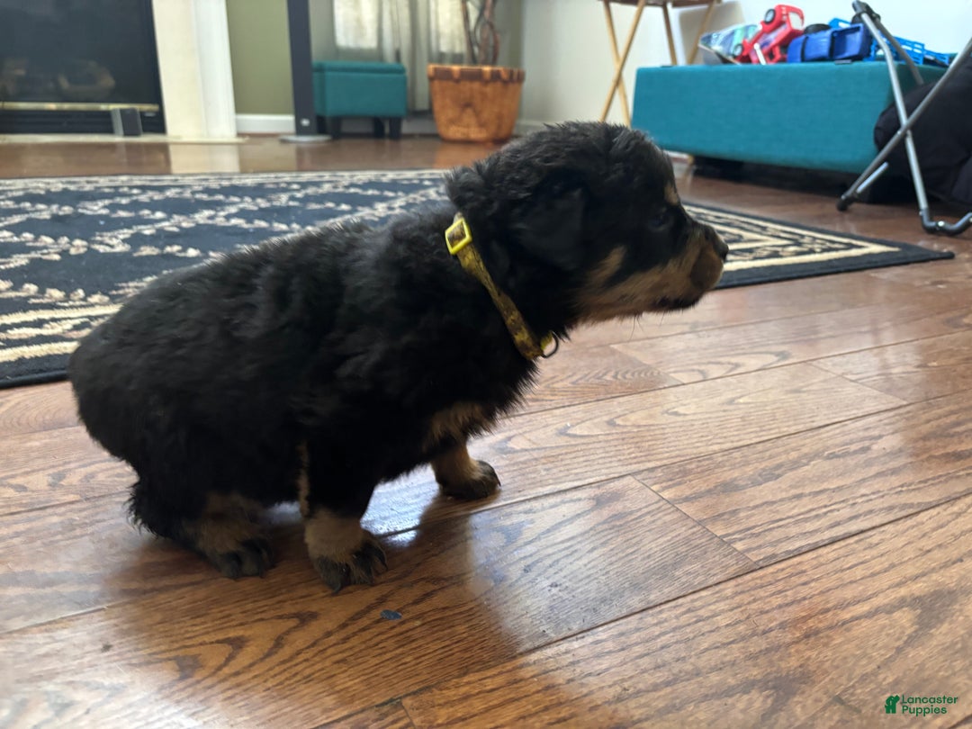 Rottweiler dogs for sale: Gloria - Ad 1