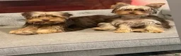 Yorkshire Terrier dogs for sale: Yorkshire- Bobby - Ad 8