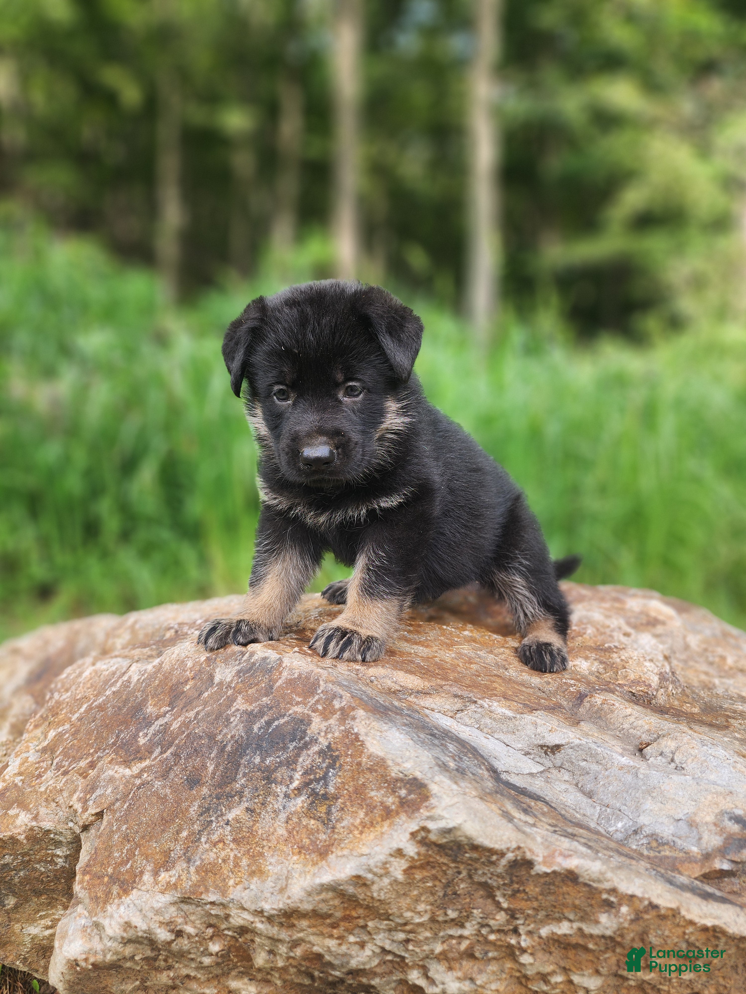 German Shepherd dogs  Tar - Ad 1