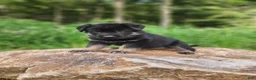 German Shepherd dogs for sale:  Tar - Ad 18