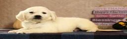 Golden Retriever dogs for sale: Golden Retriever 5 - Ad 7
