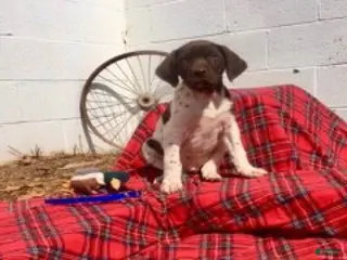 German Shorthaired Pointer dogs Buck🐾AKC Registered❤️Call 717-575-1834 - Ad 39