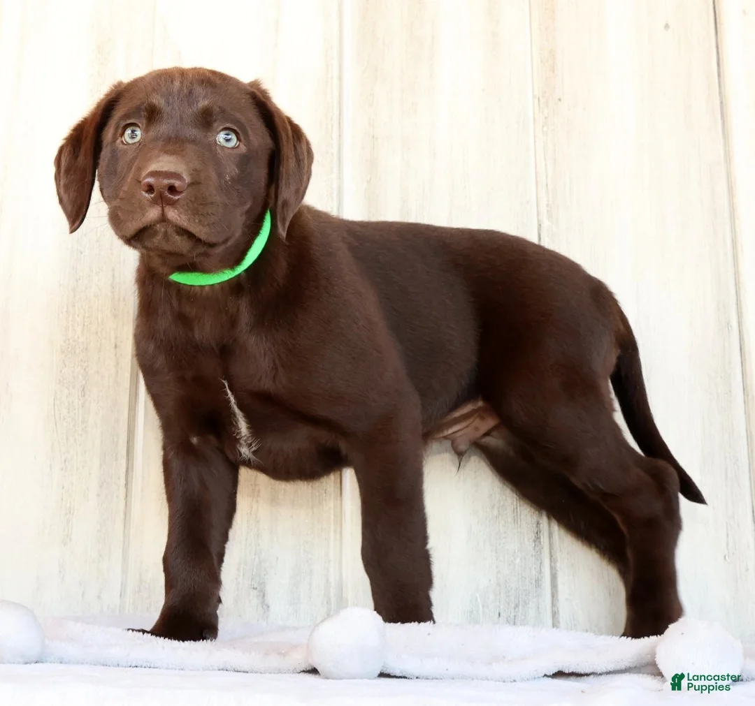Labrador Retriever dogs for sale: Rily - Ad 1