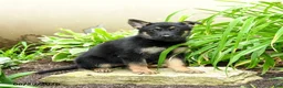 German Shepherd dogs for sale: Katharina - Ad 4