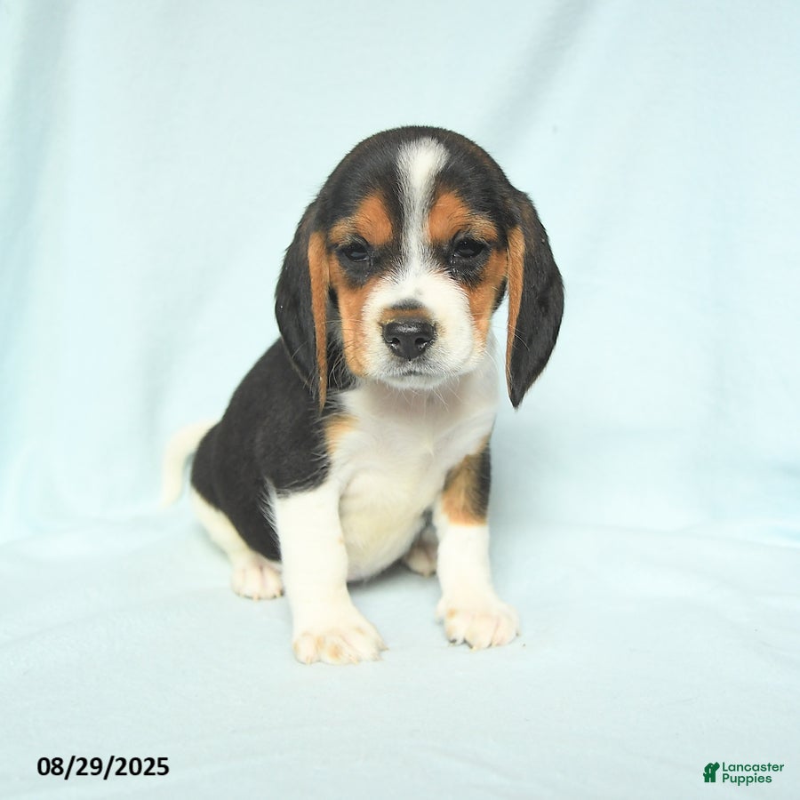 Dog Breed 15 Year Old Beagle Beagle Puppies For Sale Lancaster Puppies