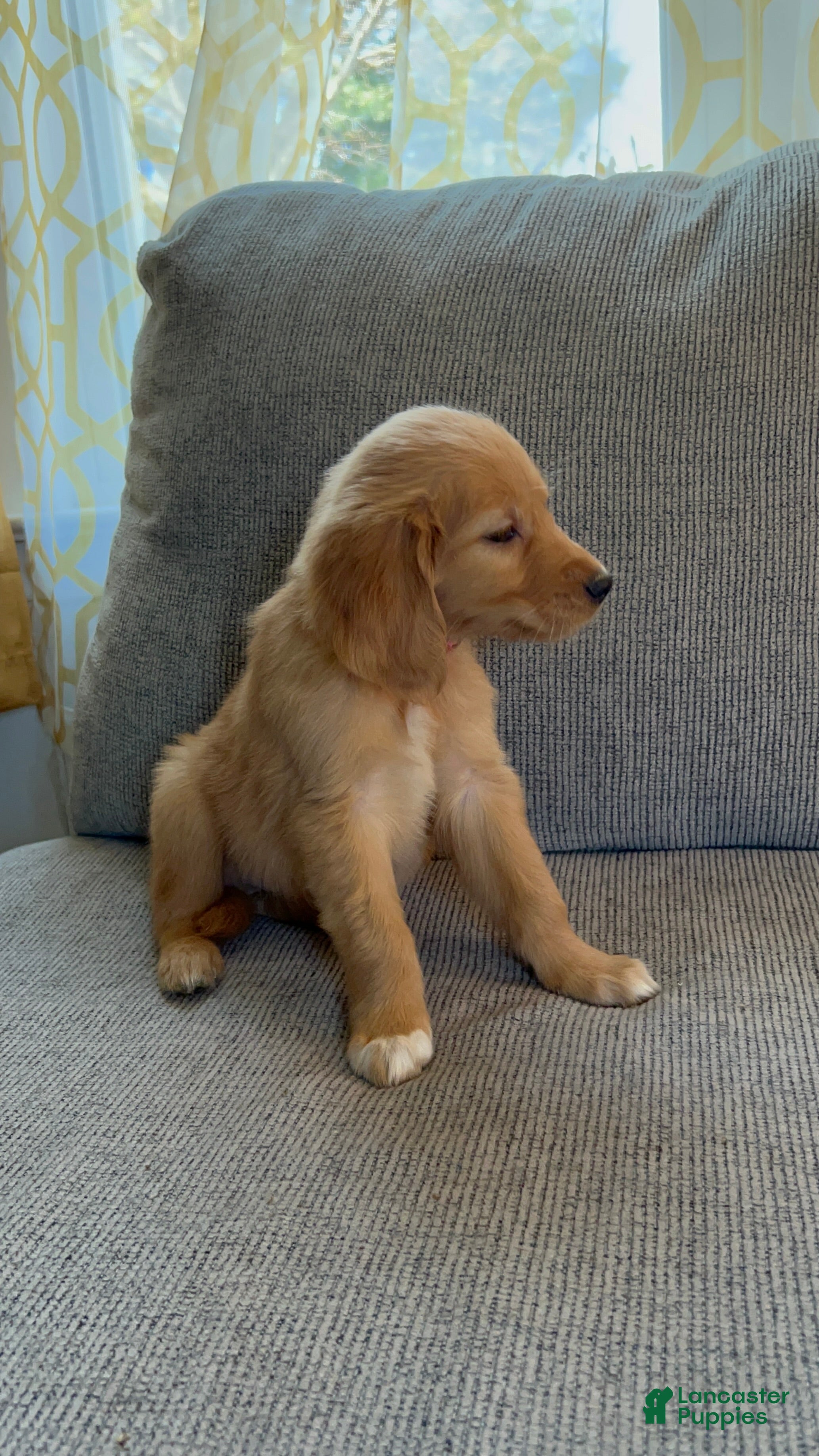 Golden Retriever dogs Lily - Ad 2