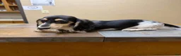 Dachshund dogs for sale: jennings  - Ad 3