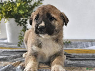 Mixed Breed dogs Chloe - Ad 8