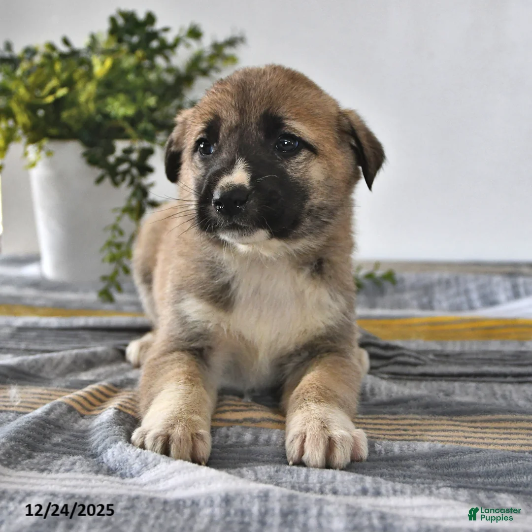 Mixed Breed dogs for sale: Chloe - Ad 6