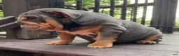 English Bulldog dogs for sale: Vixen - Ad 6