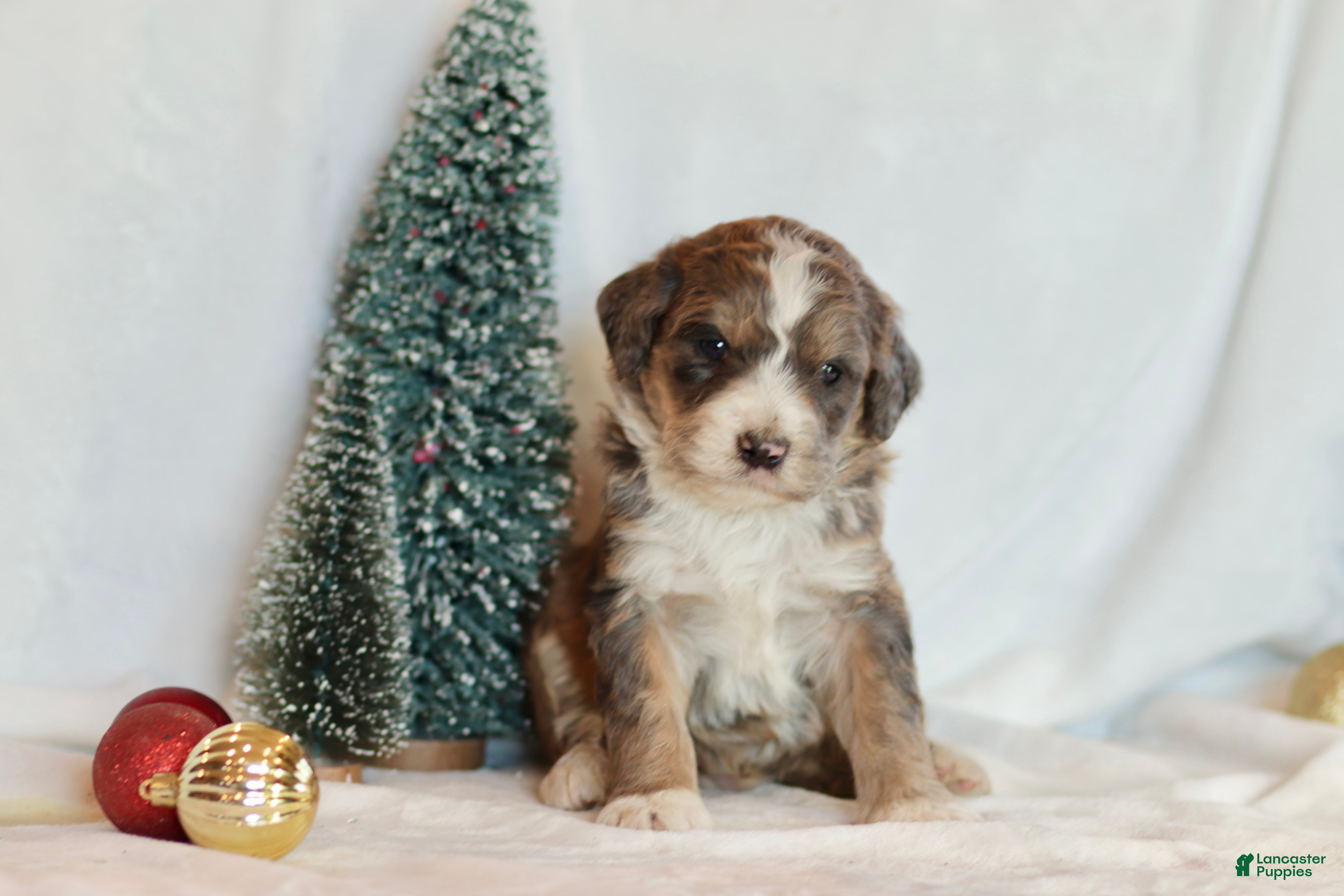 Bernedoodle dogs Spruce - Ad 36