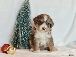 Bernedoodle dogs Spruce - Ad 36