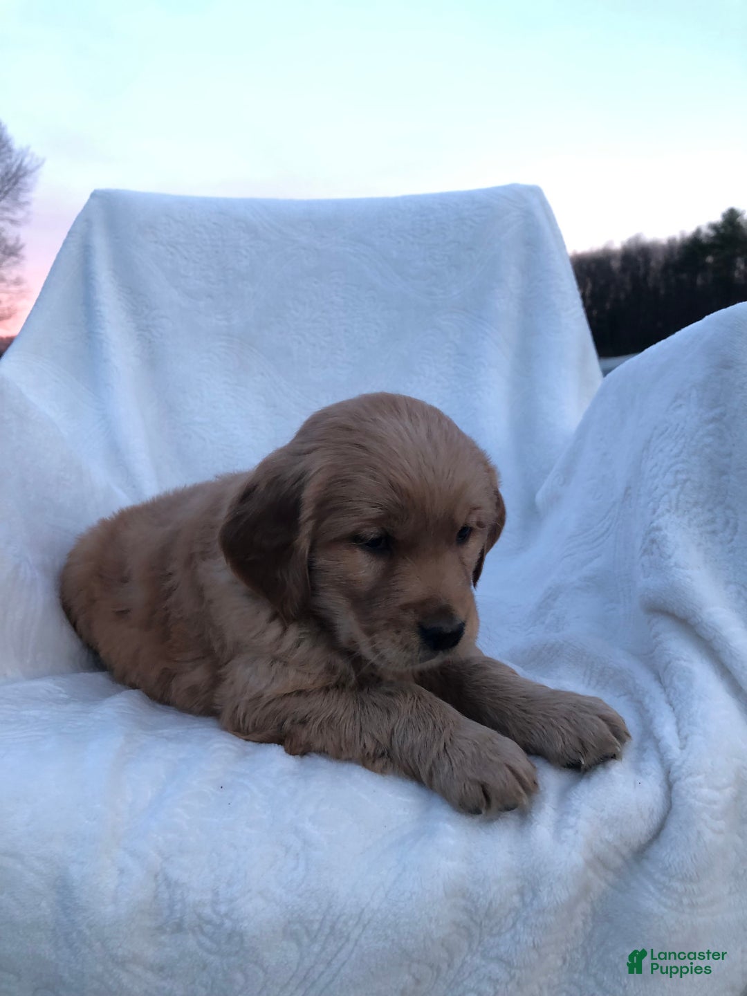 Golden Retriever dogs for sale: Romeo - Ad 14