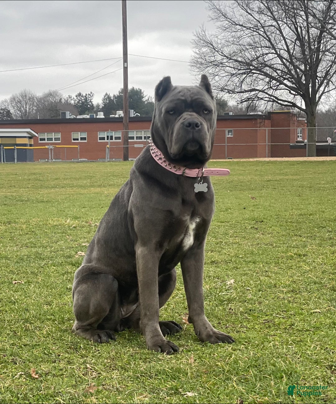 Cane Corso dogs for sale: Shila  - Ad 6