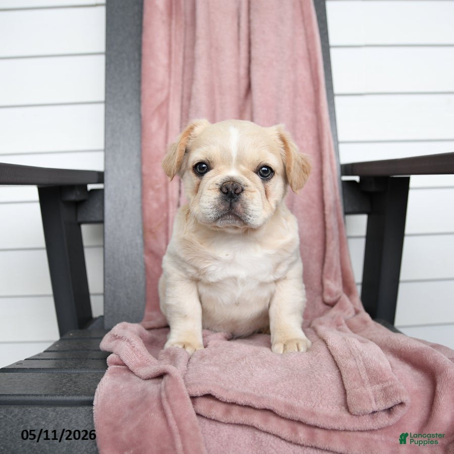 French Bulldog dogs Tucker - Ad 2