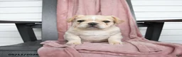 French Bulldog dogs for sale: Tucker - Ad 7