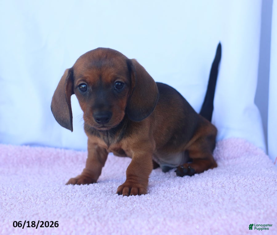 Miniature Dachshund dogs Dale - Ad 2