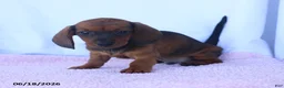 Miniature Dachshund dogs for sale: Dale - Ad 2