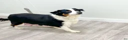 Miniature Australian Shepherd dogs for sale: Star - Ad 6