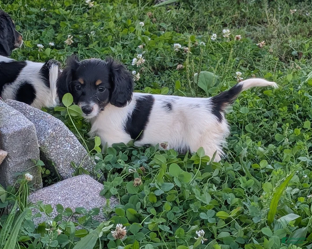 Miniature Dachshund dogs for sale: Pepper - Ad 1