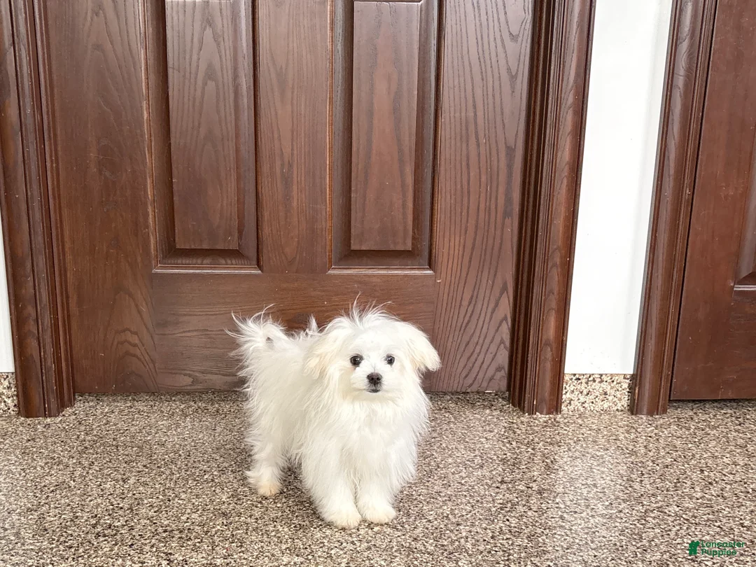 Maltese dogs for sale: MJ - Ad 9