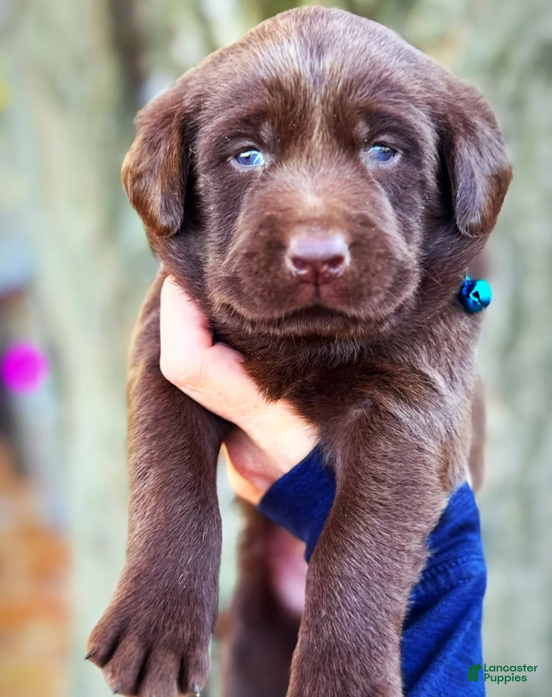 Labrador Retriever dogs for sale: Labrador Retriever 1 - Ad 34