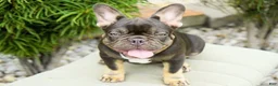 French Bulldog dogs for sale: Truffle - Ad 3