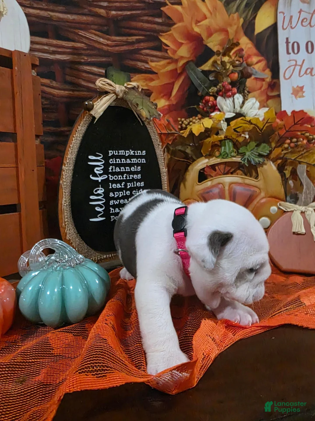 English Bulldog dogs for sale: English Bulldog 5 - Ad 1