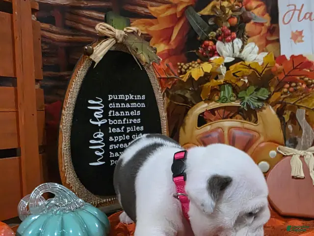 English Bulldog dogs for sale: English Bulldog 5 - Ad 9