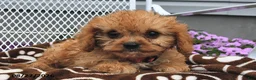 Cavapoo dogs for sale: Curious   - Ad 4