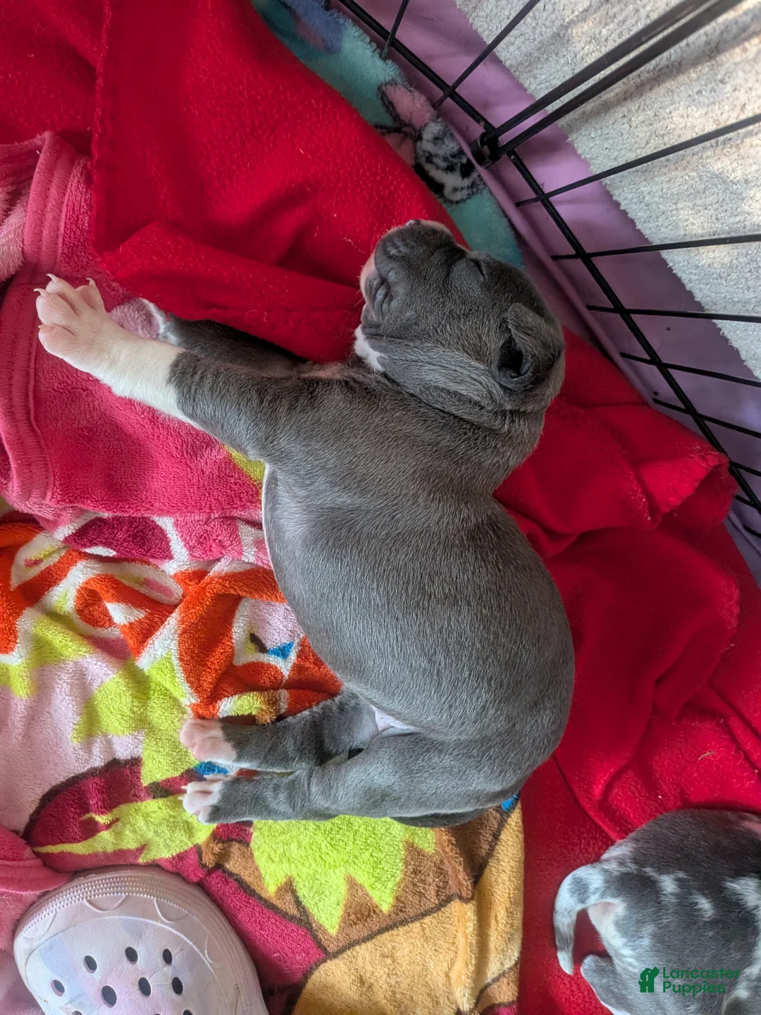 American Pit Bull Terrier dogs for sale: American Pit Bull Terrier 7 - Ad 2