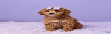 Gracie