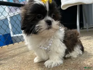 Shih Tzu dogs Shih Tzu Puppy 3 - Ad 1