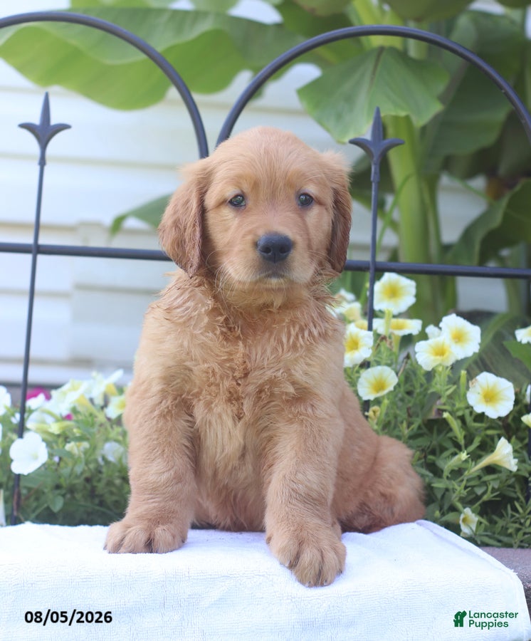 Golden Retriever dogs Checkers - Ad 2