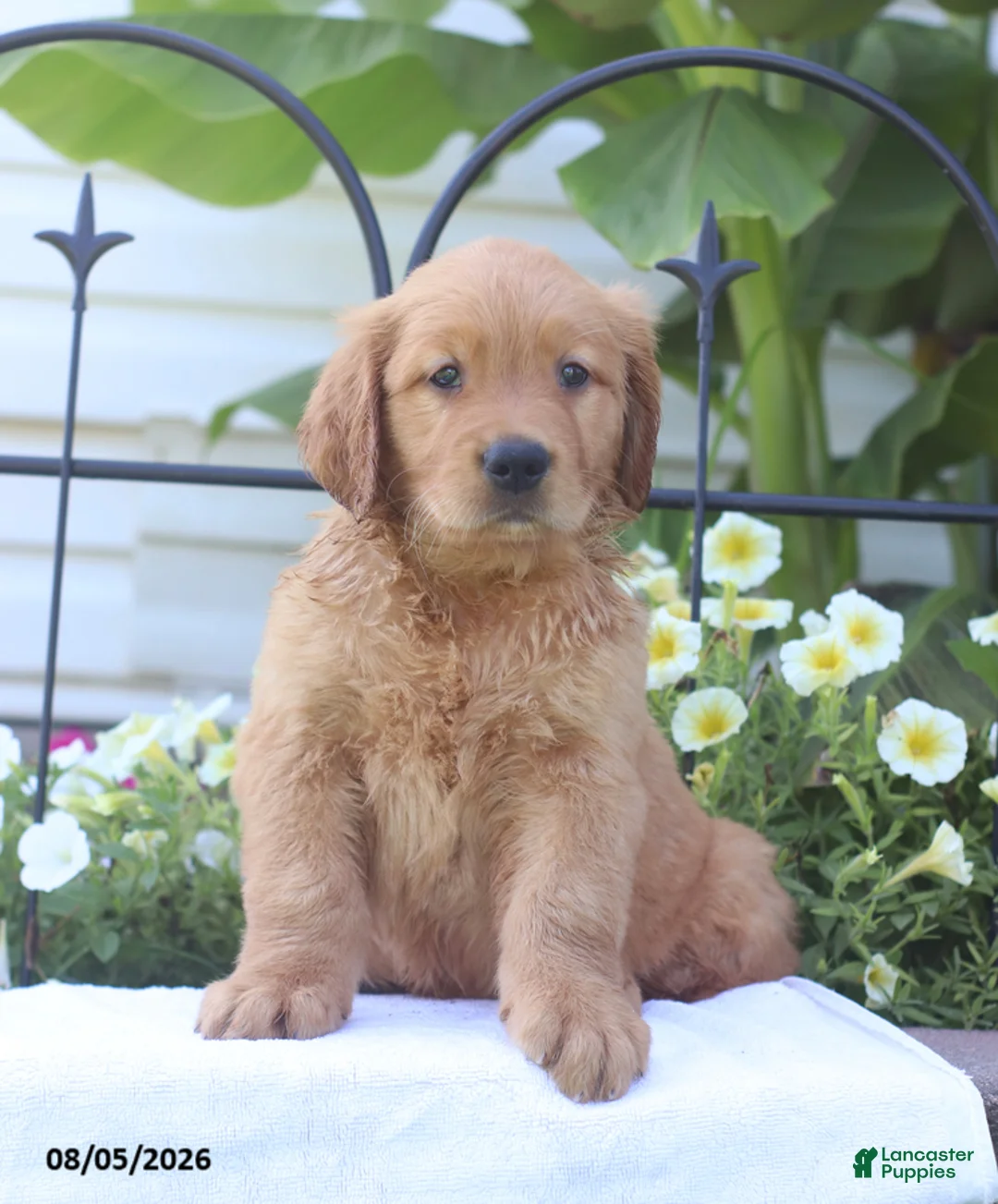 Golden Retriever dogs for sale: Checkers - Ad 2
