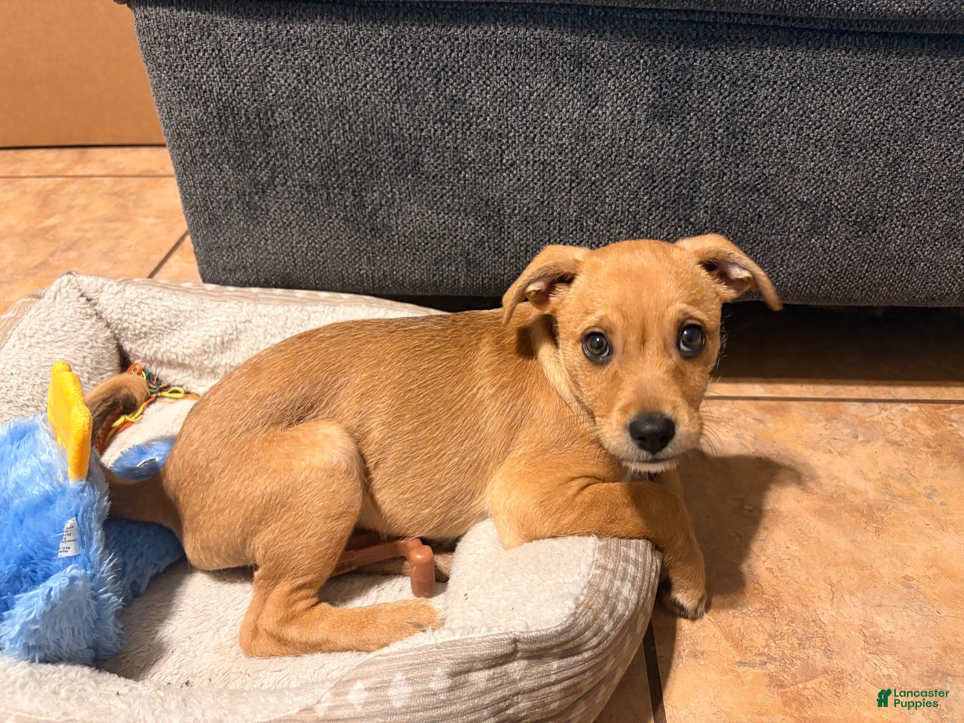 Mixed Breed dogs Mixed Breed 1 - Ad 38