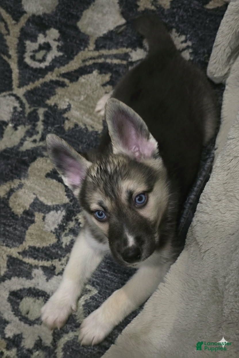 Gerberian Shepsky dogs Brutus - Ad 16