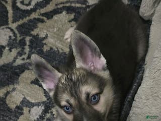 Gerberian Shepsky dogs Brutus - Ad 16