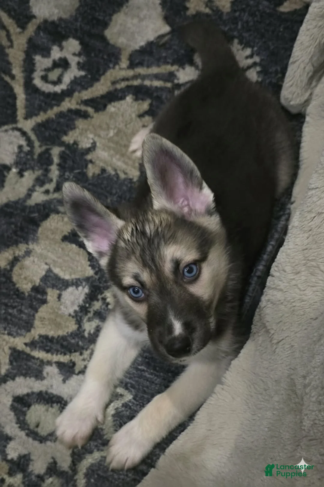 Gerberian Shepsky dogs for sale: Brutus - Ad 2