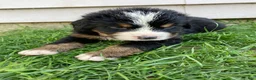 Bernese Mountain Dog dogs for sale: Smudge - Ad 9