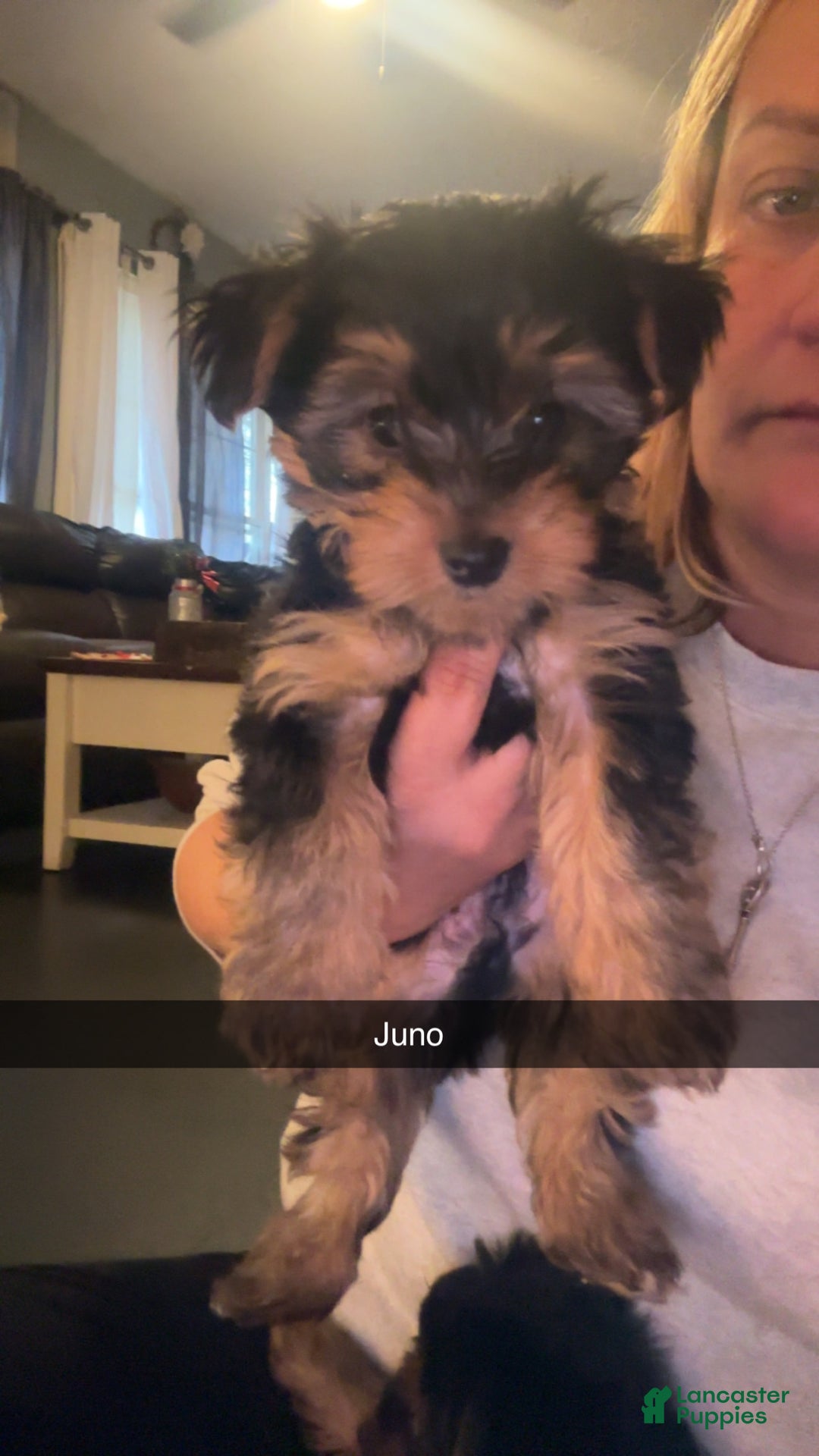 Yorkshire Terrier dogs for sale: Yorkshire Terrier juno - Ad 6