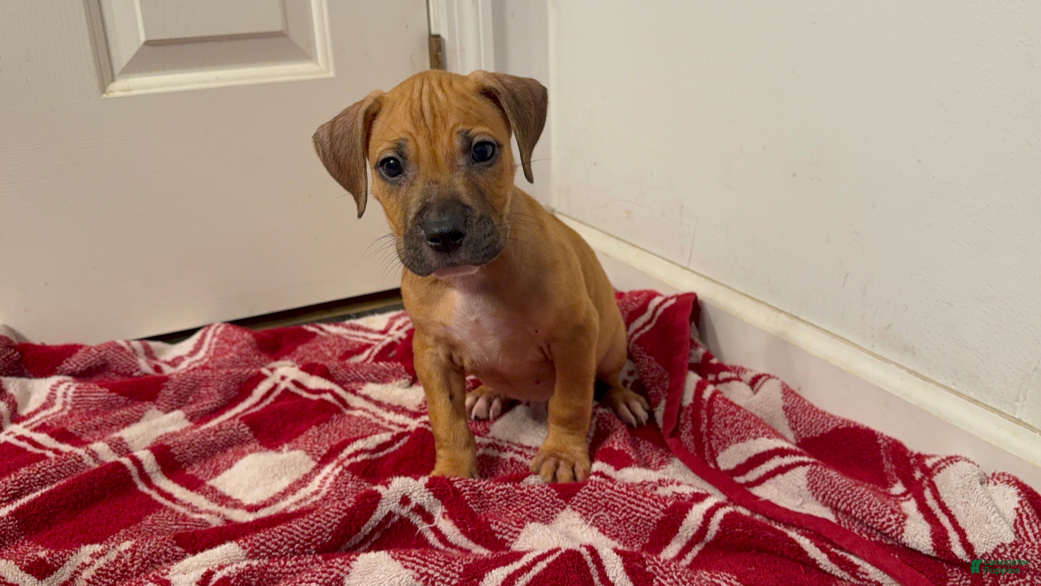 American Pit Bull Terrier dogs American Pit Bull Terrier 2 - Ad 23
